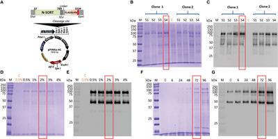The luminal domain of Toxoplasma gondii sortilin adopts a ring-shaped structure exhibiting motifs specific to apicomplexan parasites
